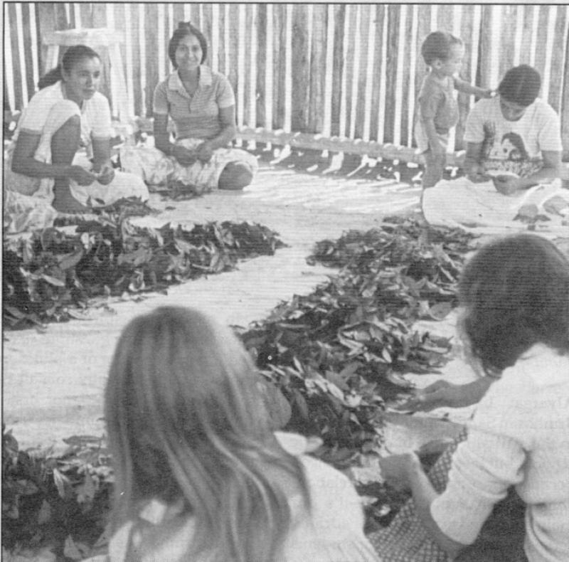 The women ritually clean leaves